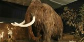 Zlatý důl na Yukonu vydal kostry tří mamutů